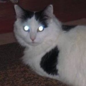 Meet your Posher, Norma